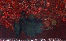 firebird detail